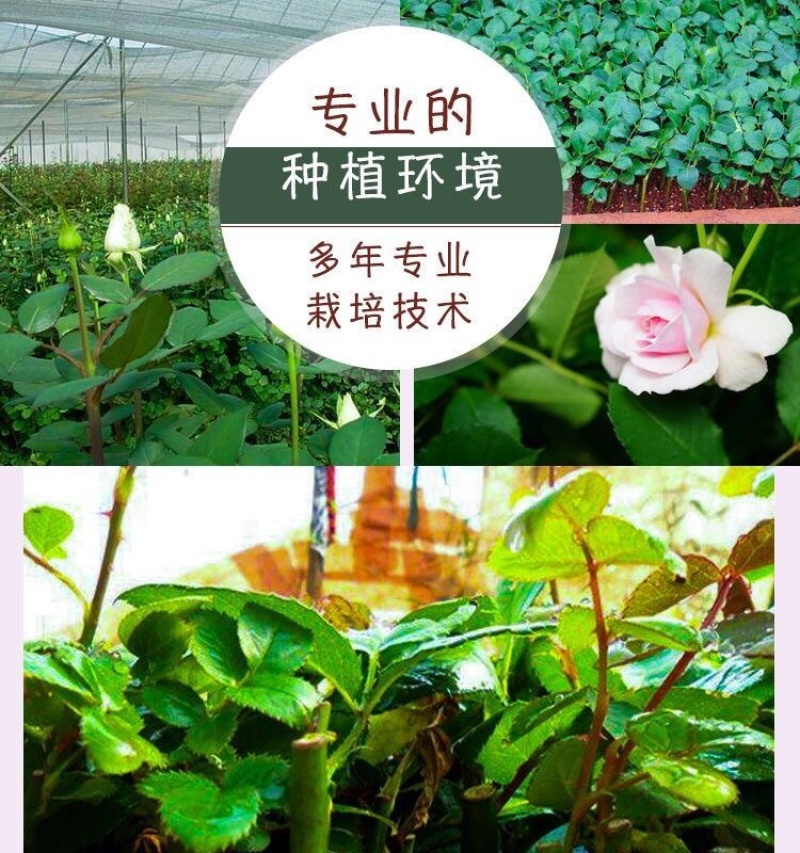 2000棵顺丰包邮云南黄玫瑰苗大花月季花苗扦插种苗