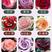 150棵顺丰包邮云南四季玫瑰苗鲜切花卡罗拉红玫瑰种苗