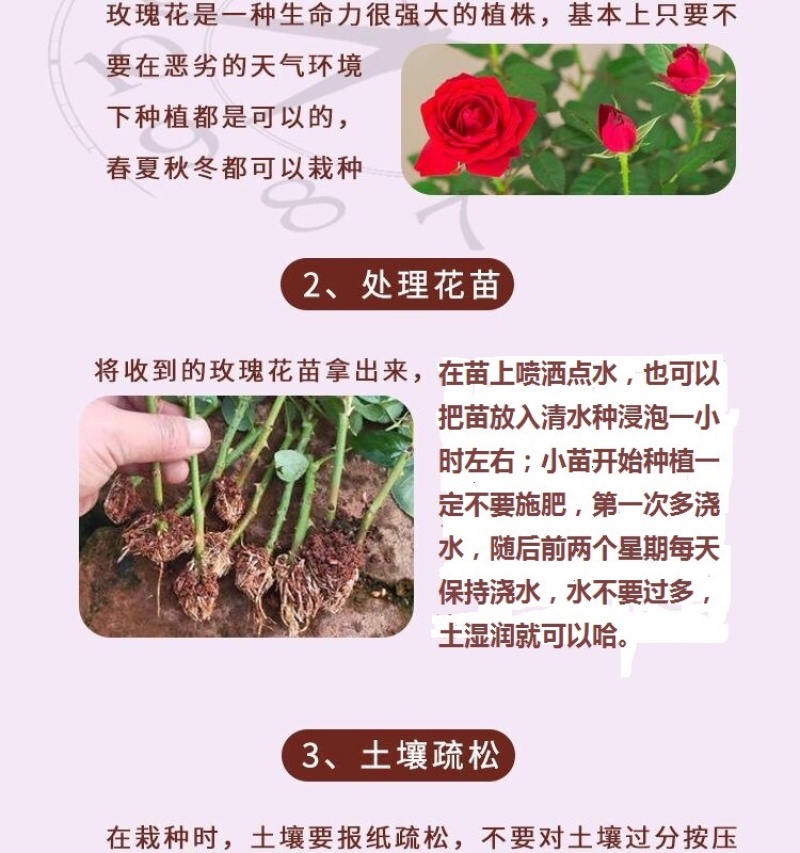 150棵顺丰包邮云南四季玫瑰苗鲜切花卡罗拉红玫瑰种苗