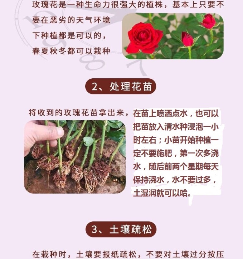 300棵顺丰包邮云南四季玫瑰苗鲜切花玫瑰花苗月季苗