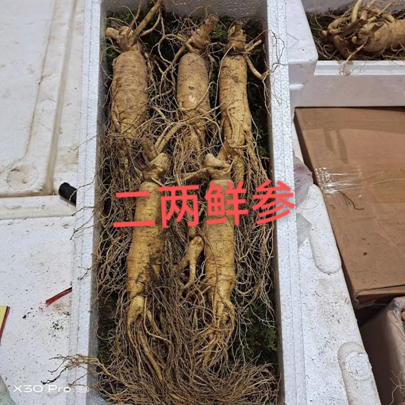 长白山鲜人参，现挖先发，量大优惠，支持一件代发