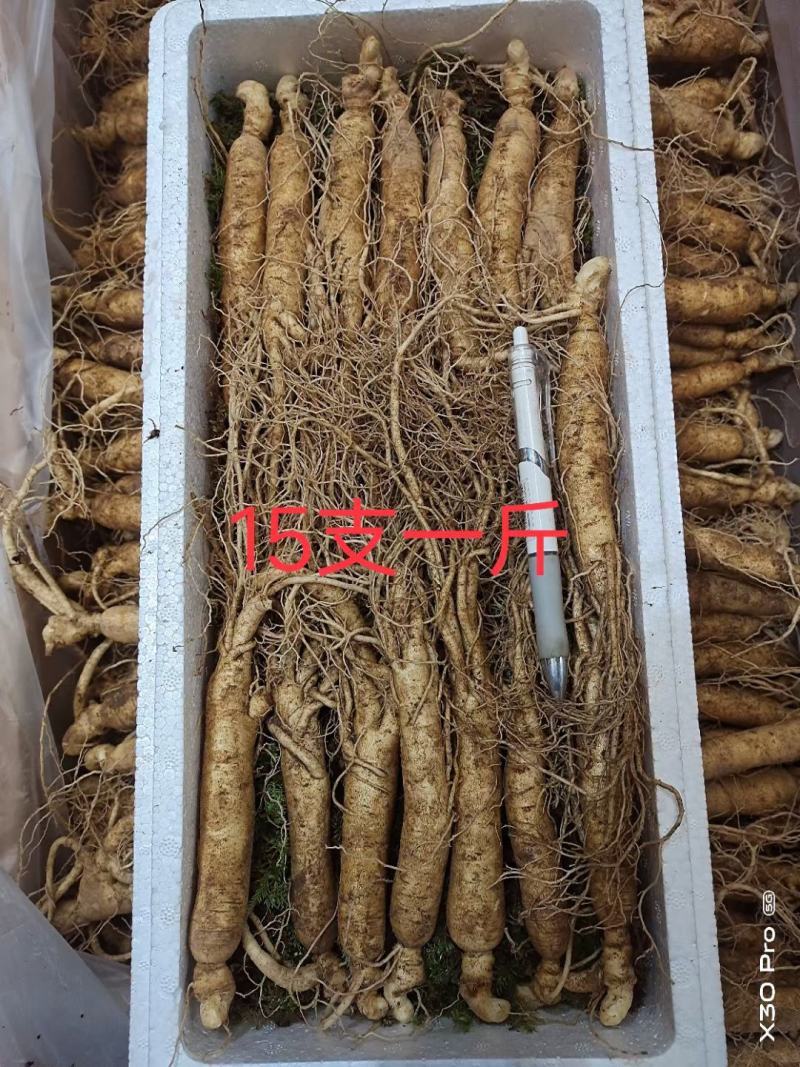 长白山鲜人参，现挖先发，量大优惠，支持一件代发