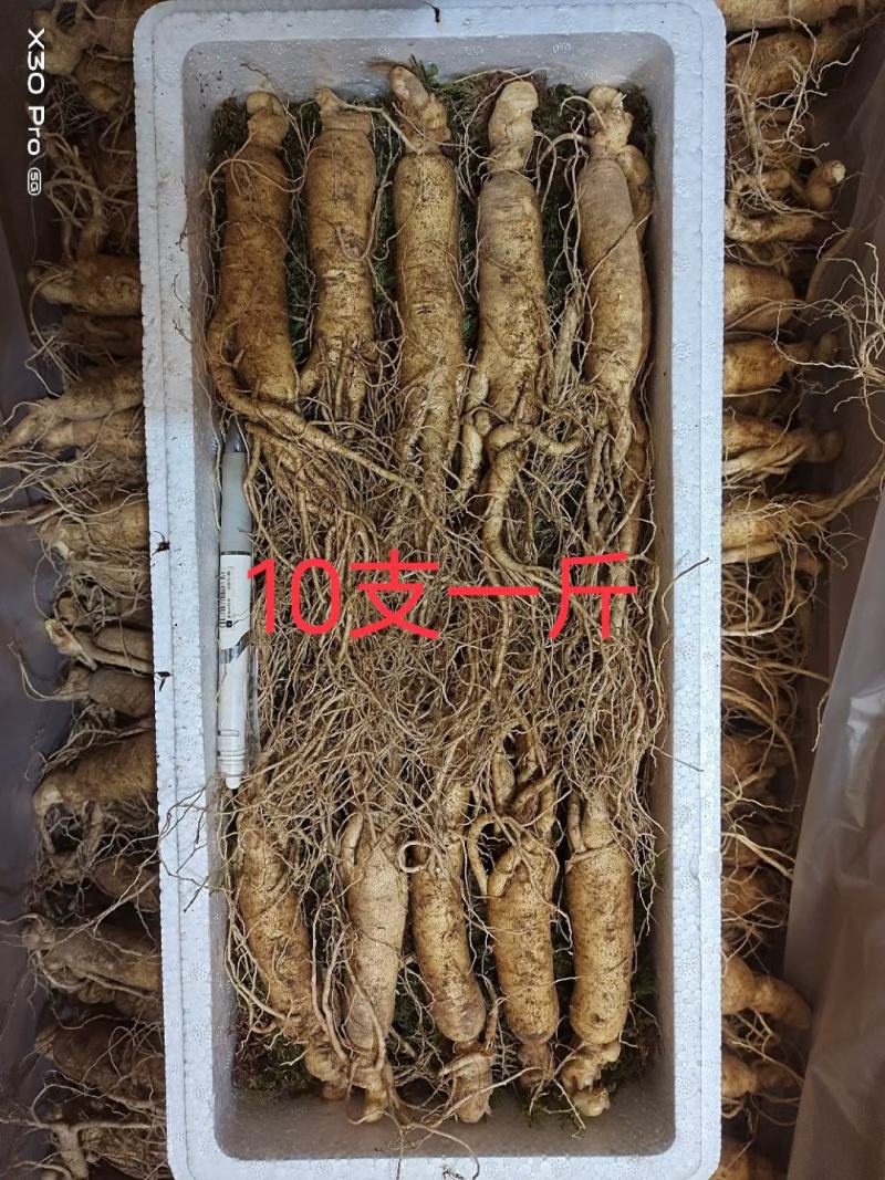 长白山鲜人参，现挖先发，量大优惠，支持一件代发