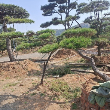 庆国庆，造型松批发价销售