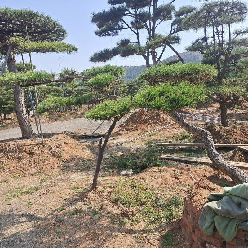 庆国庆，造型松批发价销售