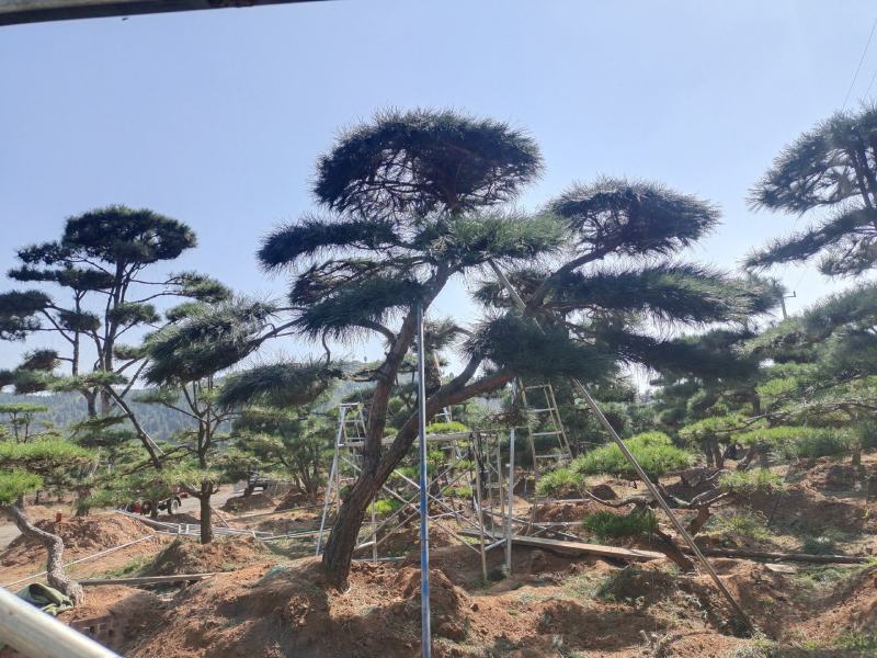 庆国庆，造型松批发价销售