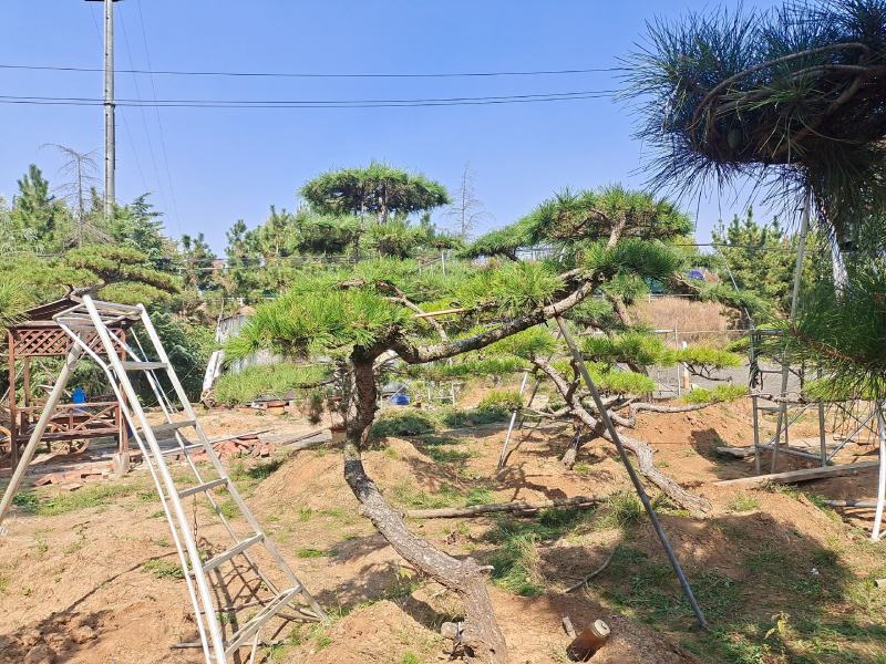 庆国庆，造型松批发价销售