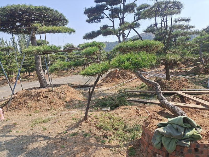 庆国庆，造型松批发价销售