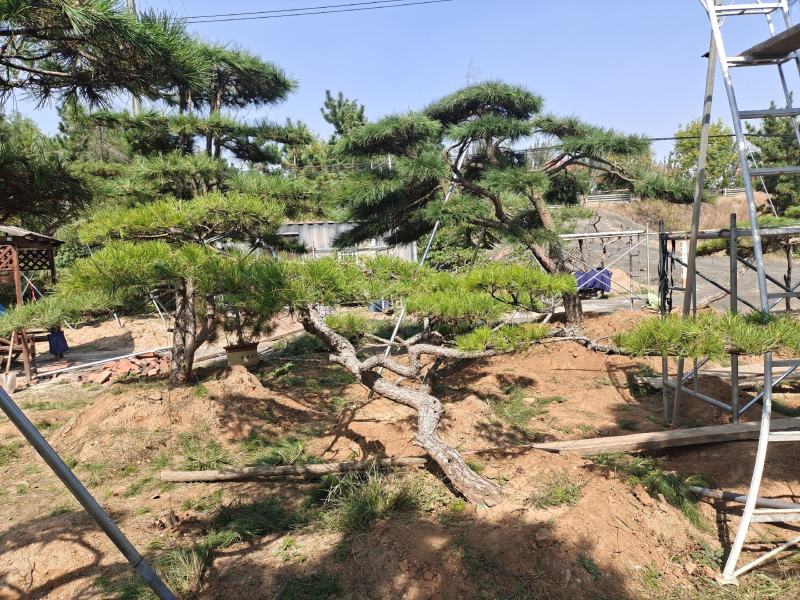 庆国庆，造型松批发价销售