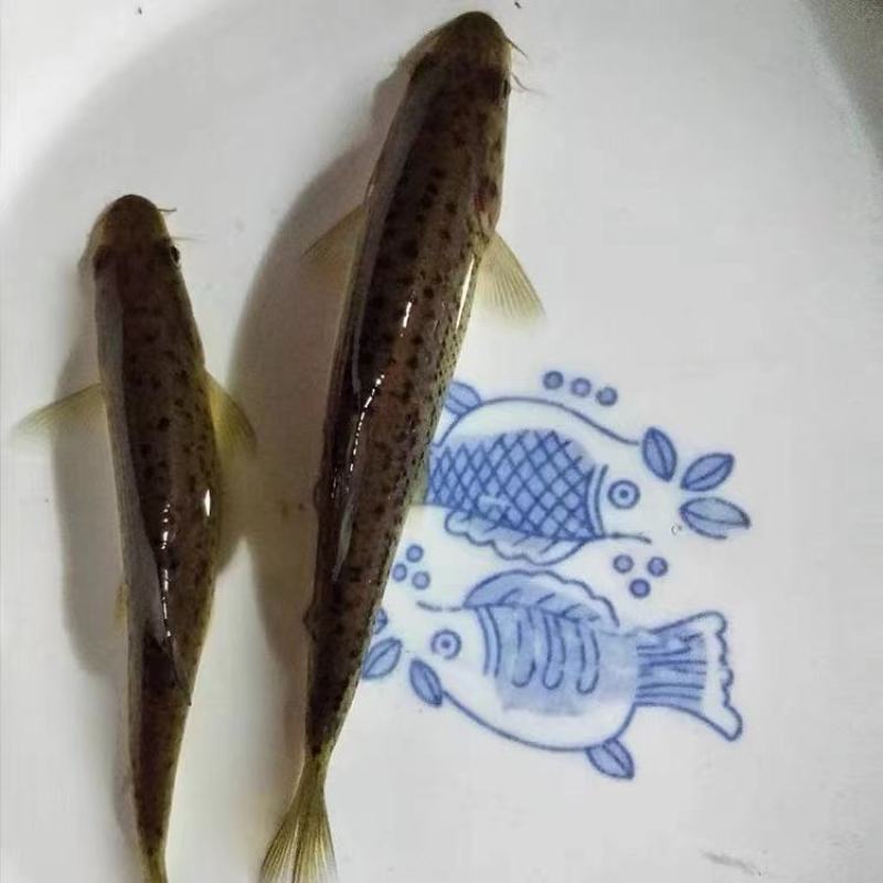 金沙鲈鲤苗冷水鱼品种渔场直全程供提供技术指导送货上门