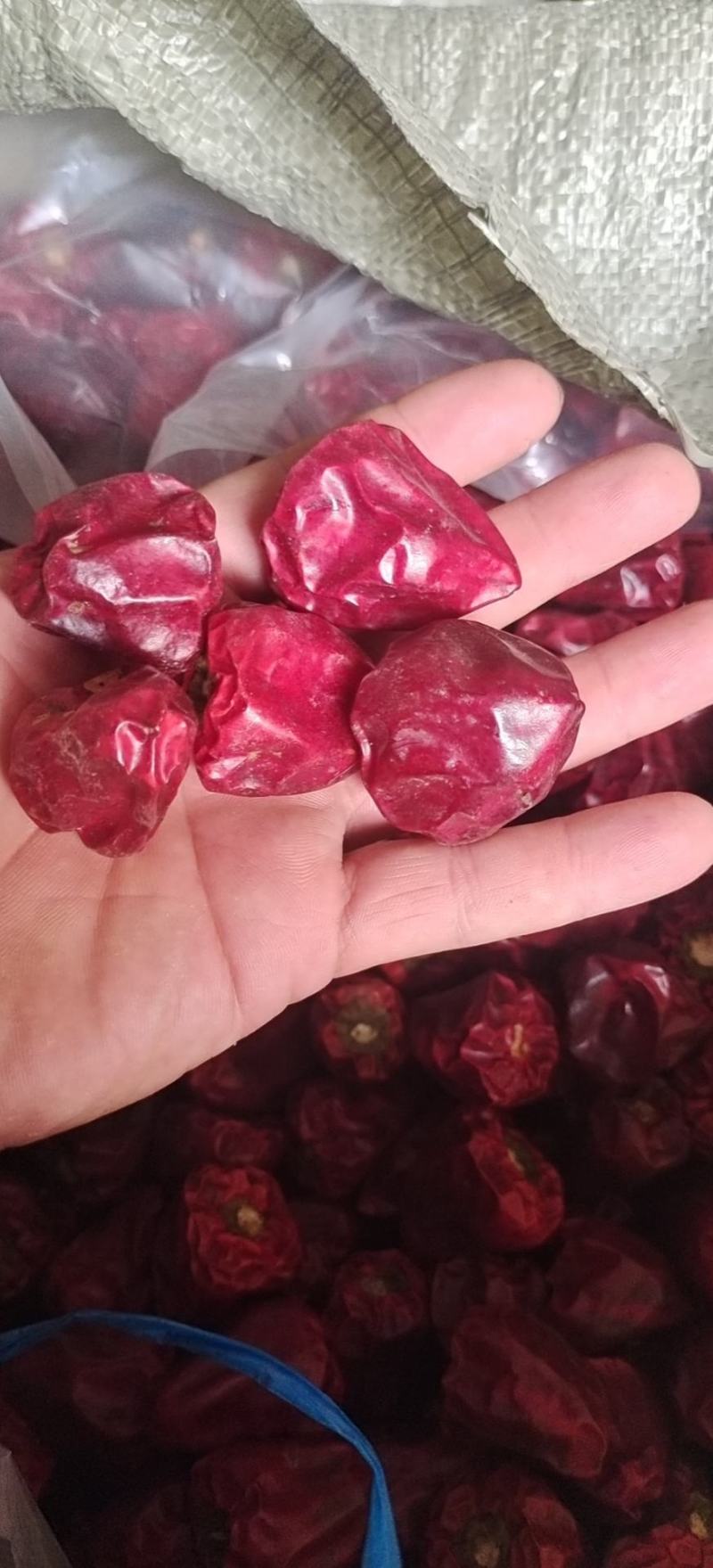灯笼椒，草莓椒，辣椒，精品灯笼椒，贵州灯笼椒柿子