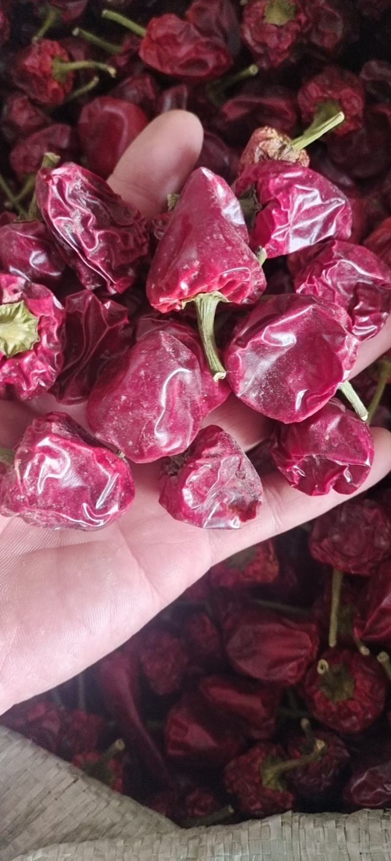 灯笼椒，草莓椒，辣椒，精品灯笼椒，贵州灯笼椒柿子