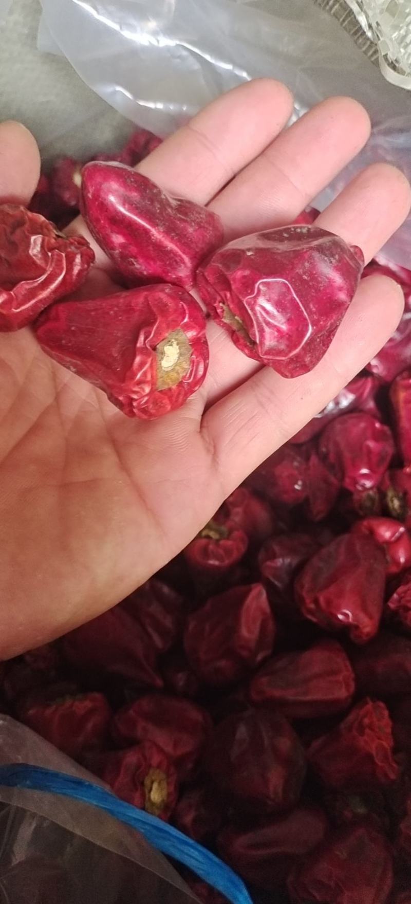 灯笼椒，草莓椒，辣椒，精品灯笼椒，贵州灯笼椒柿子