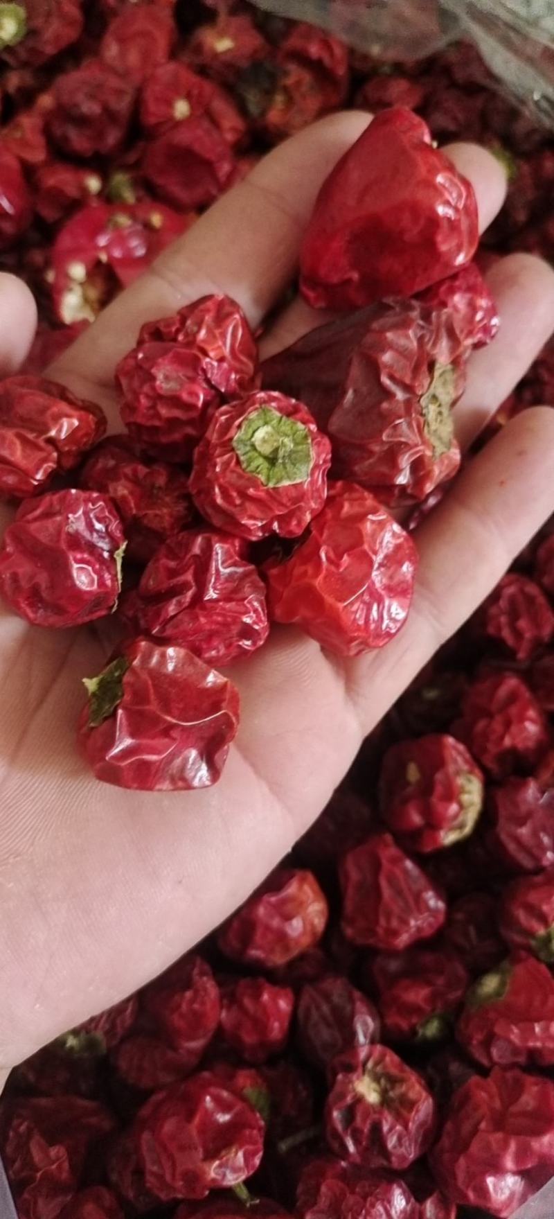 灯笼椒，草莓椒，辣椒，精品灯笼椒，贵州灯笼椒柿子