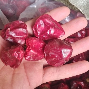 灯笼椒，草莓椒，辣椒，精品灯笼椒，贵州灯笼椒柿子