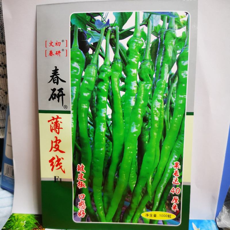 江西文初春研薄皮线线椒种子抗病早熟皮薄肉脆种植户辣椒种子