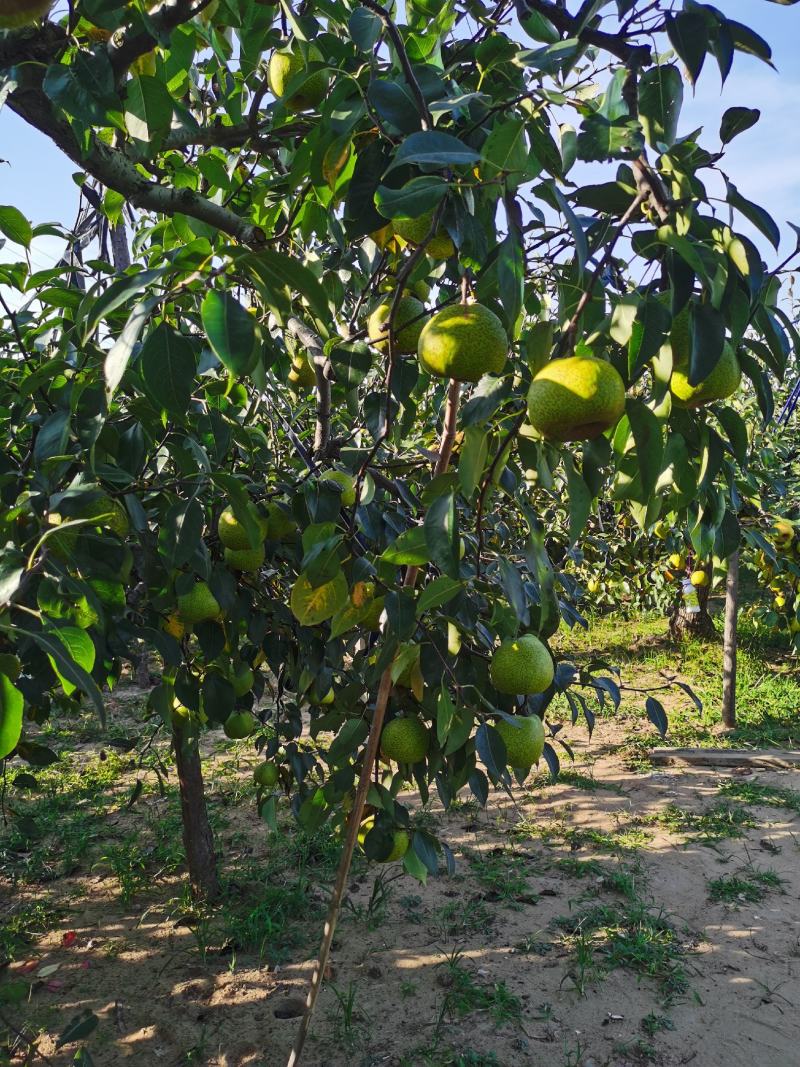 莱阳慈梨口感好脆甜大量上市欢迎来电咨询
