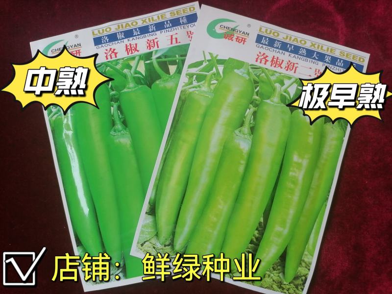 洛椒新二號青皮尖椒种早熟色翠绿光滑耐贮运单果重60g左右
