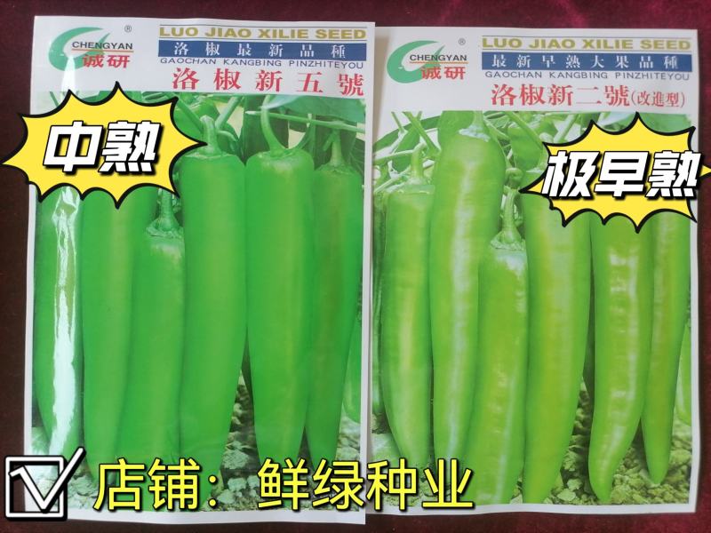 洛椒新二號青皮尖椒种早熟色翠绿光滑耐贮运单果重60g左右