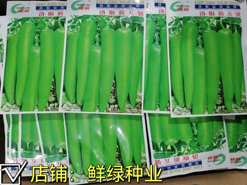 洛椒新二號青皮尖椒种早熟色翠绿光滑耐贮运单果重60g左右