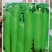 洛椒新二號青皮尖椒种早熟色翠绿光滑耐贮运单果重60g左右