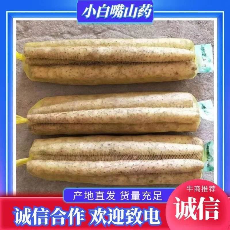 安平小白嘴山药，精品白山药网袋，产地直发，一手货源