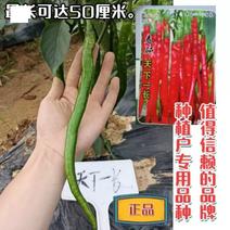 江西文初春研天下一长线椒种子早熟味辣结果多种植户辣椒种子