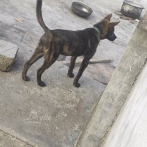 虎斑犬
