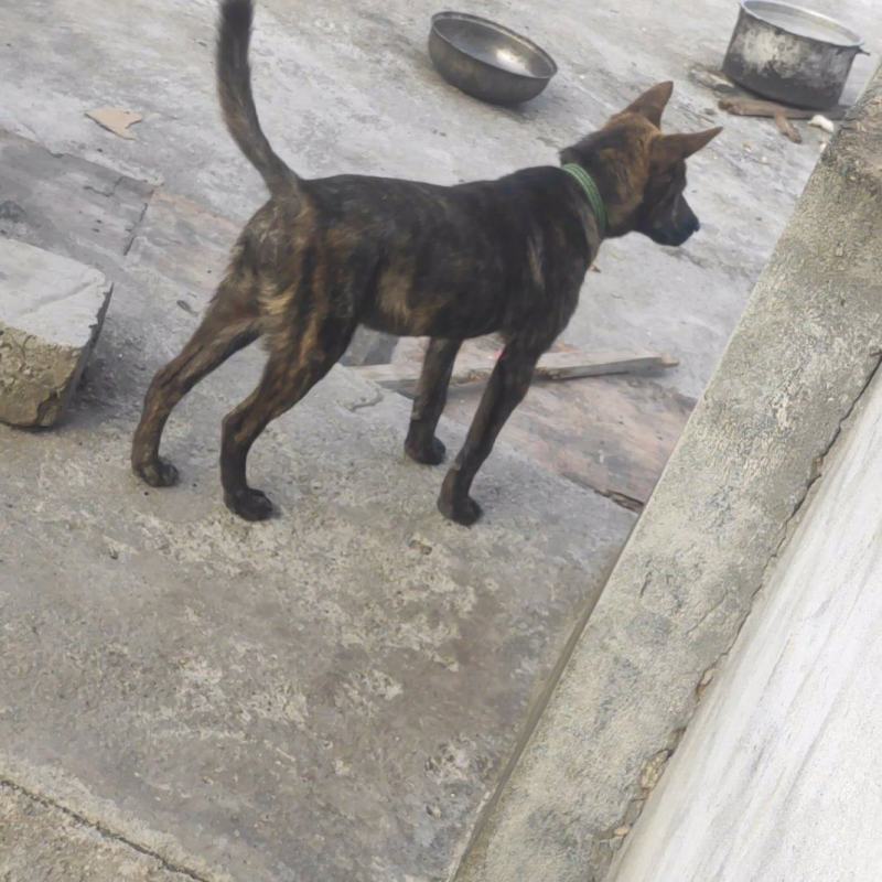 虎斑犬