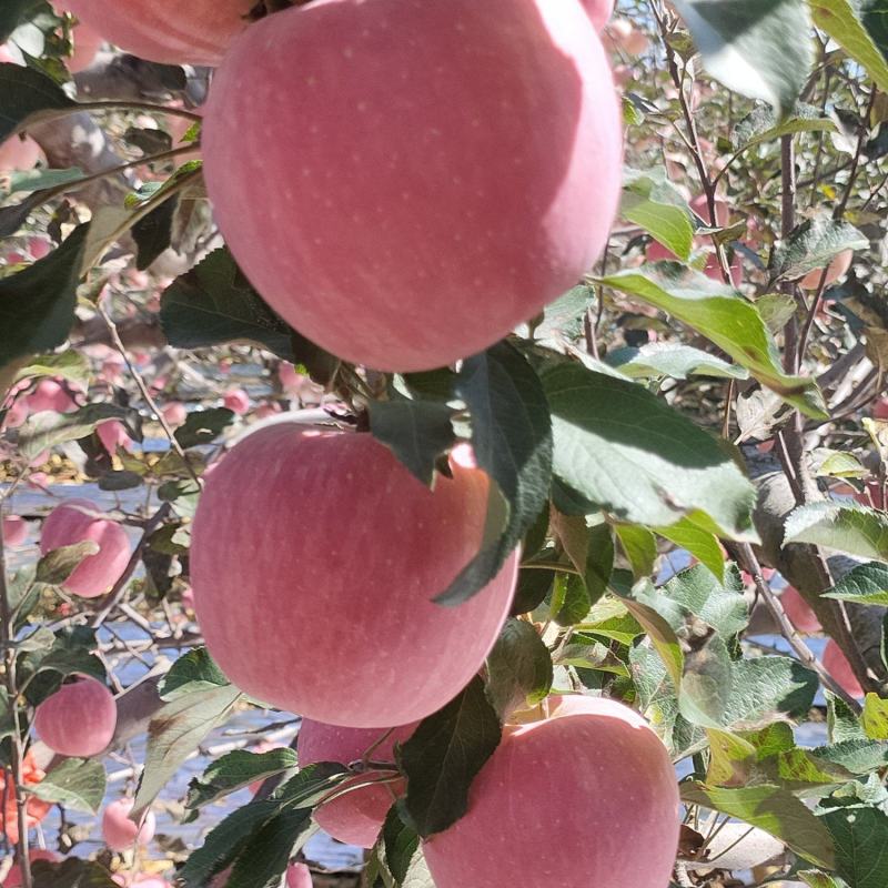 临汾吉县红富士苹果核小支持一件代发支持视频看货