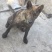 虎斑犬