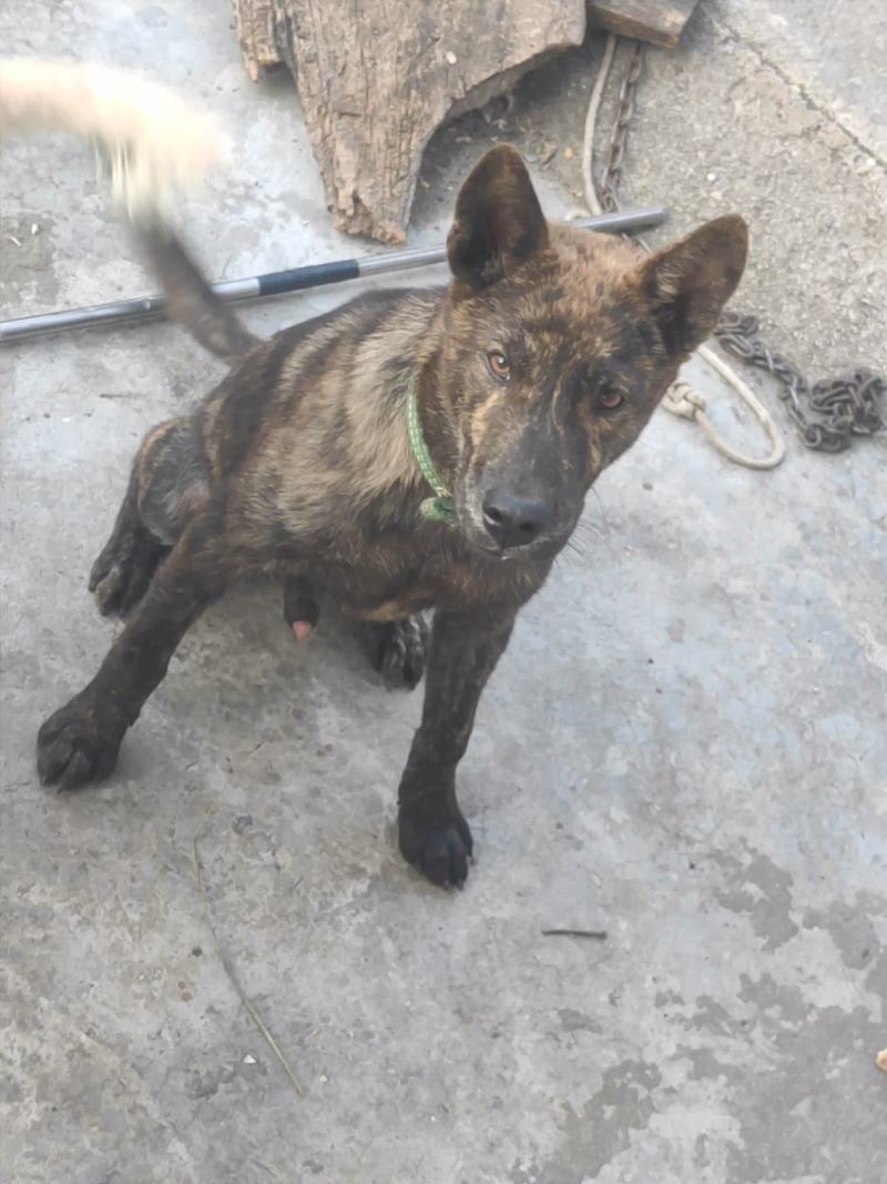 虎斑犬