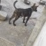 虎斑犬
