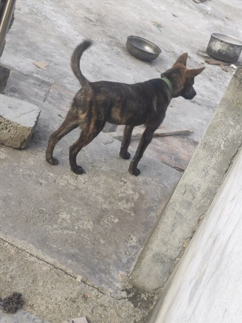 虎斑犬
