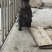 虎斑犬