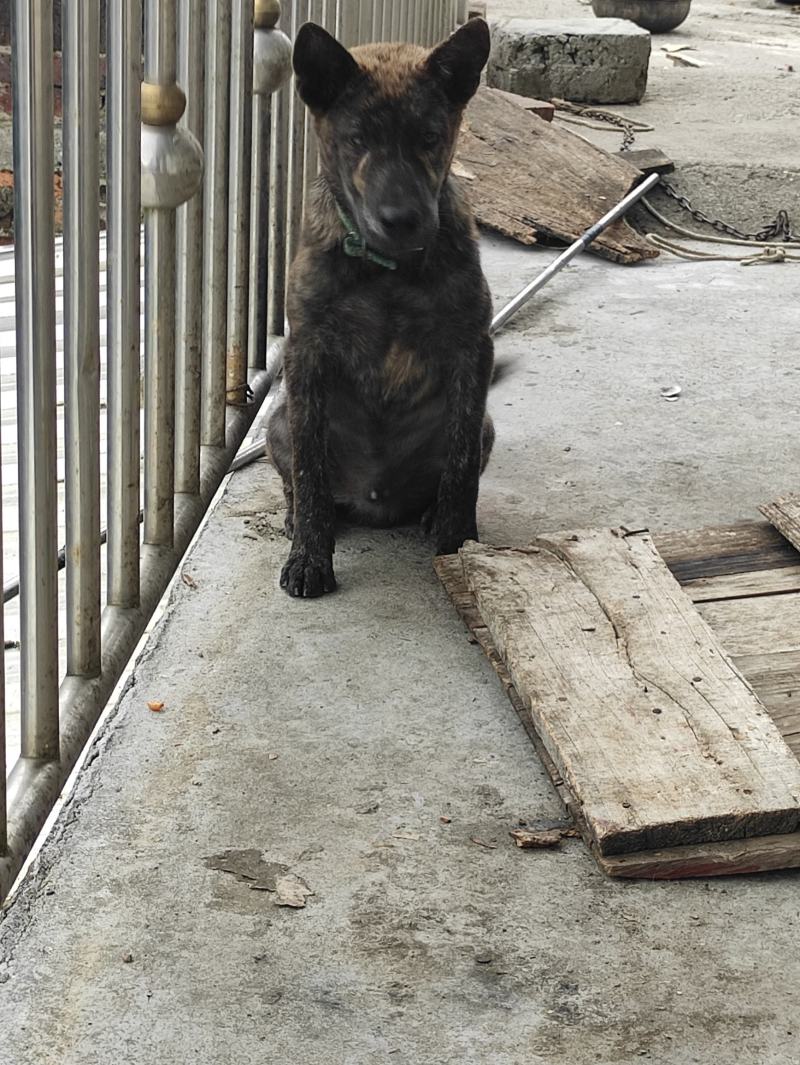 虎斑犬