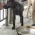 虎斑犬