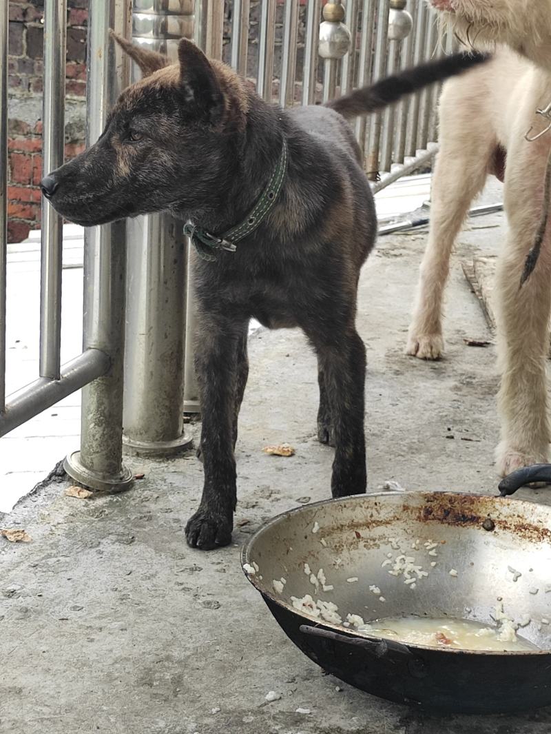虎斑犬