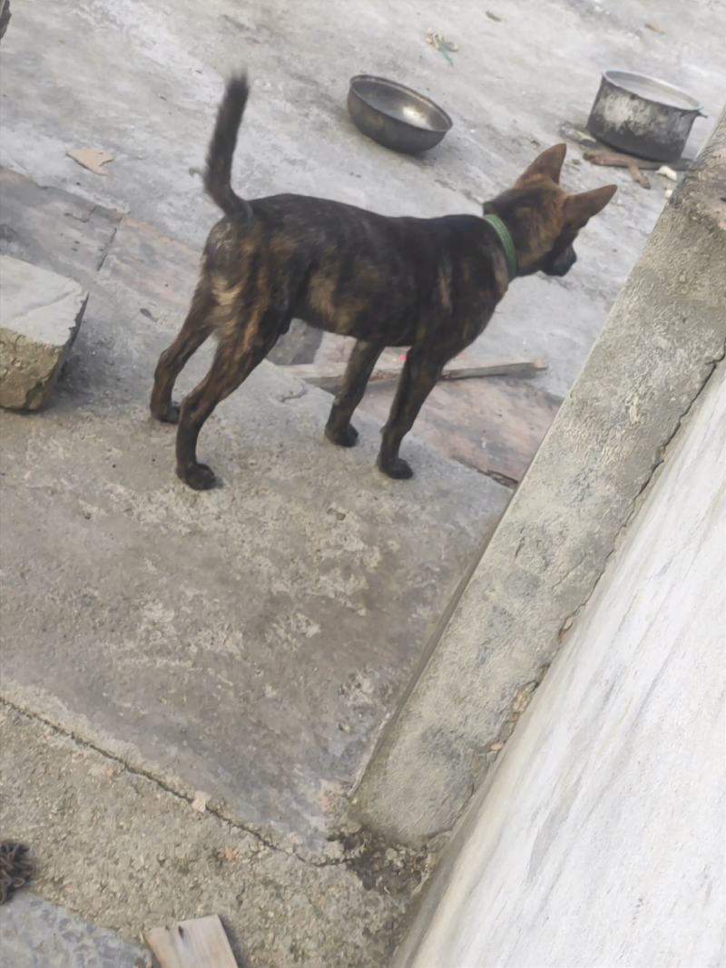 虎斑犬