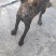 虎斑犬