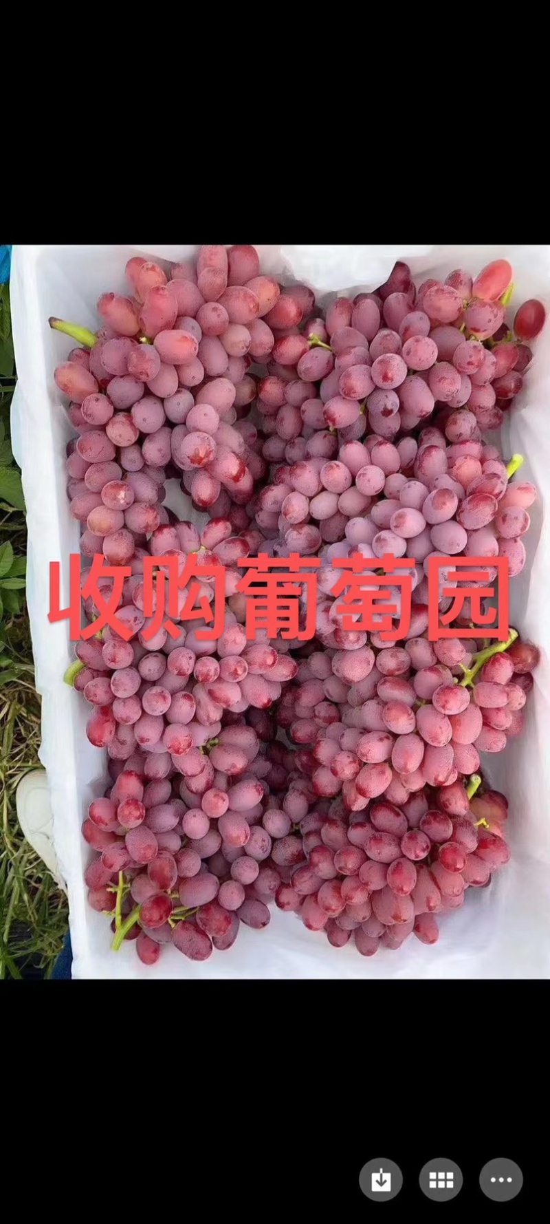 四川省凉山州西昌市克伦生葡萄