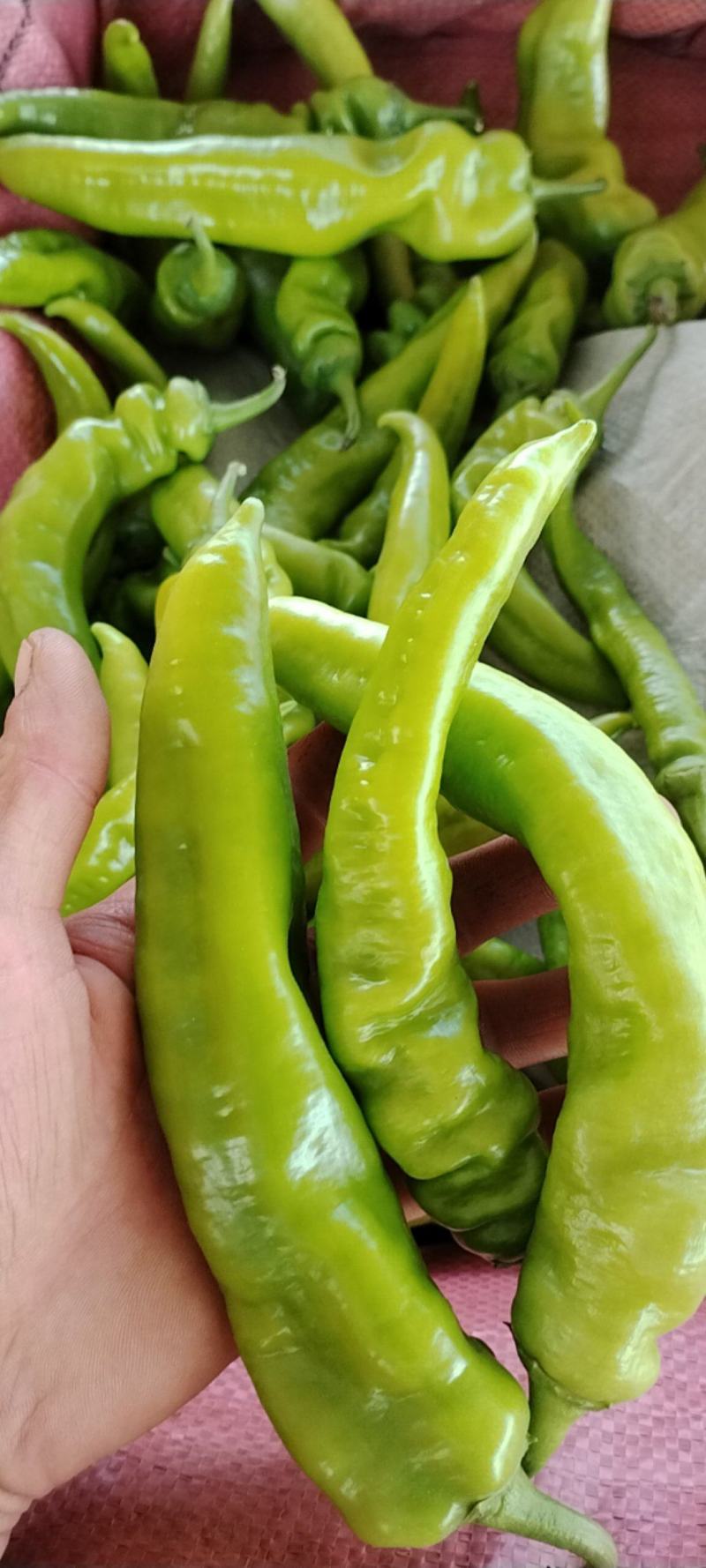 高通尖椒