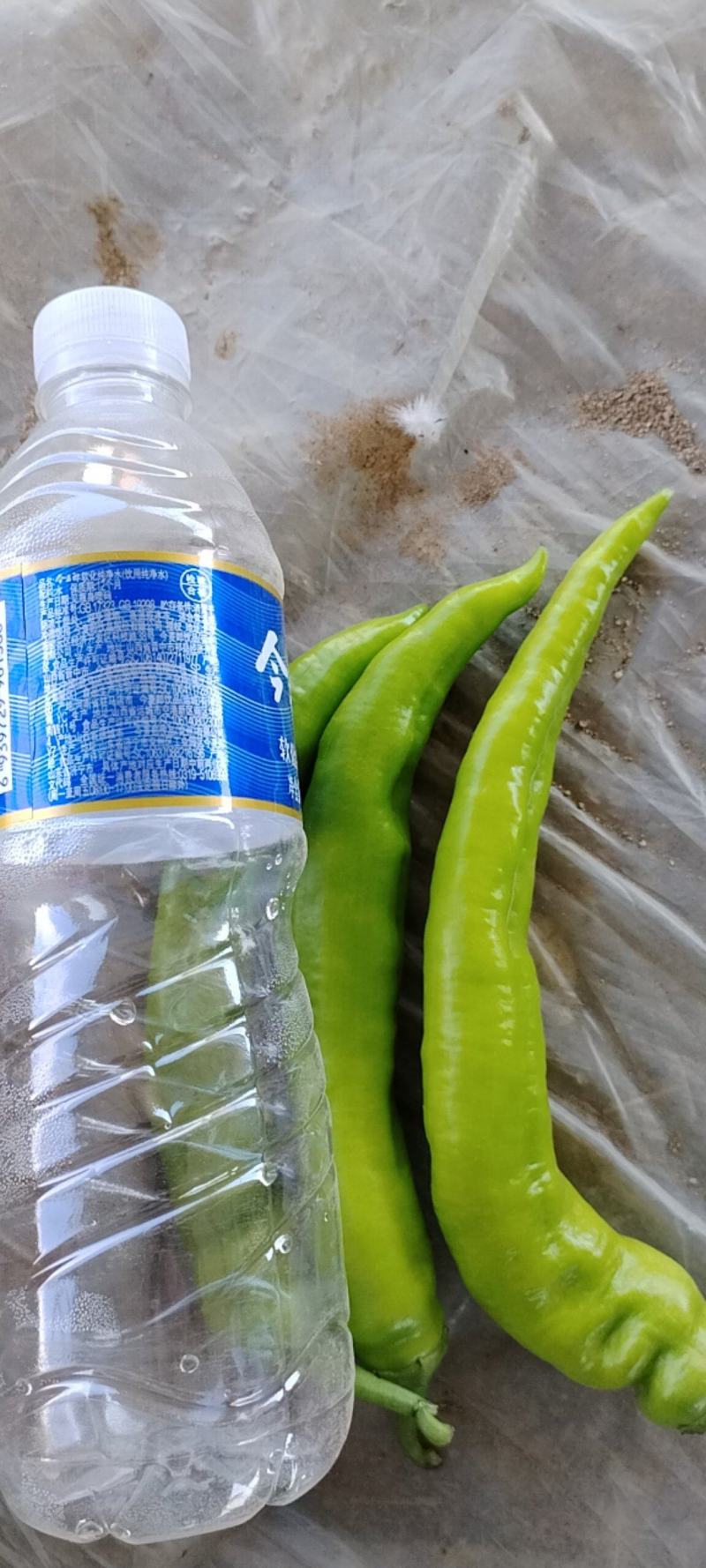高通尖椒