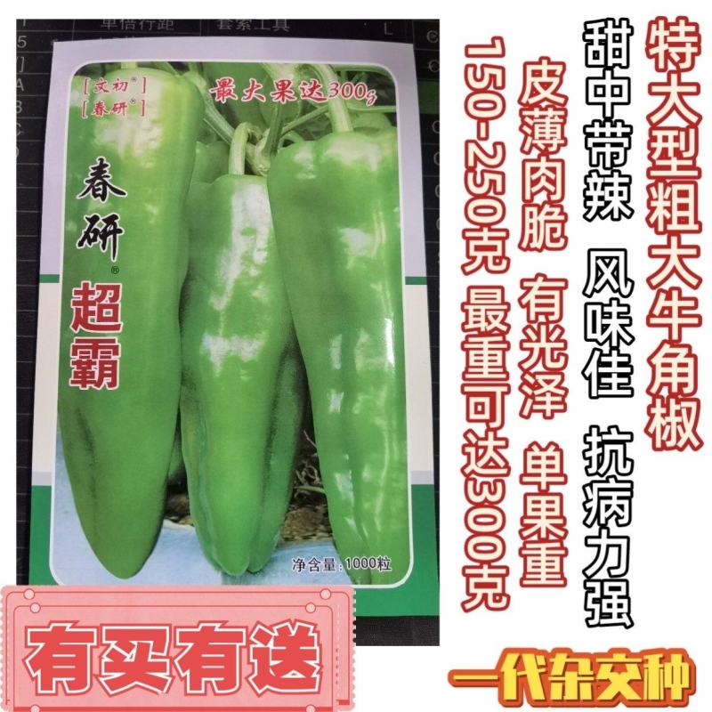 江西文初春研超霸牛角椒种子早熟大果抗病春秋种植户辣椒种子