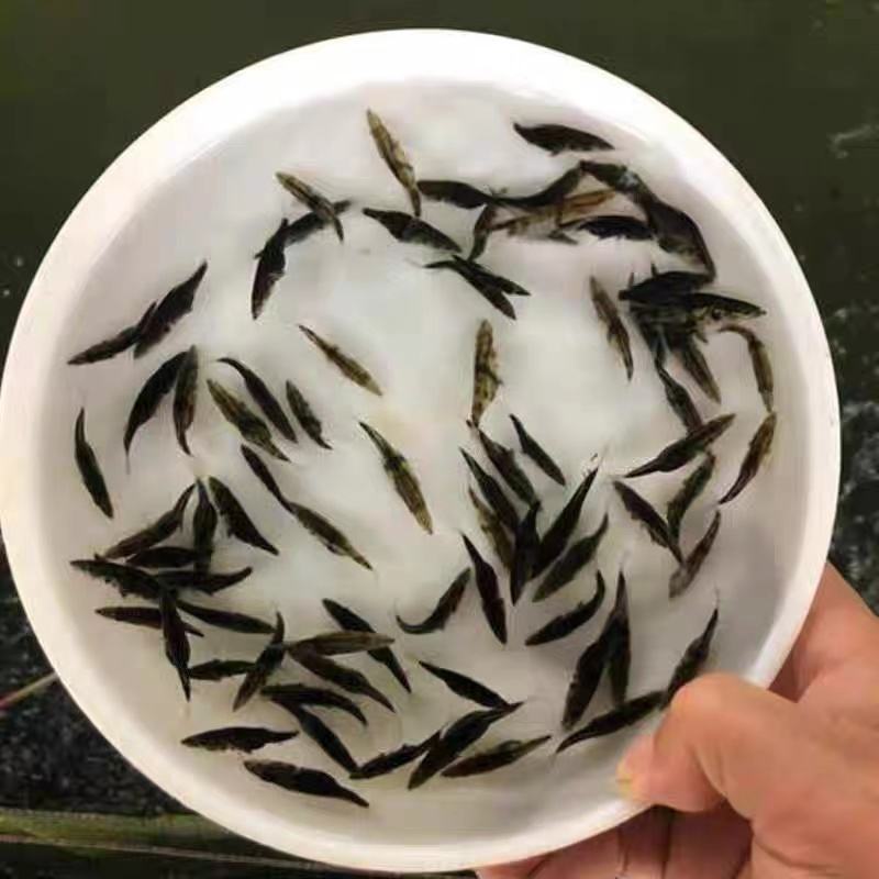 杂交鳜鱼苗桂花鱼基地直供全程技术指导送货上门