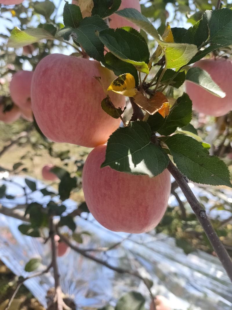 精品红富士苹果不同规格商超电商批发市场均可供货可实地看