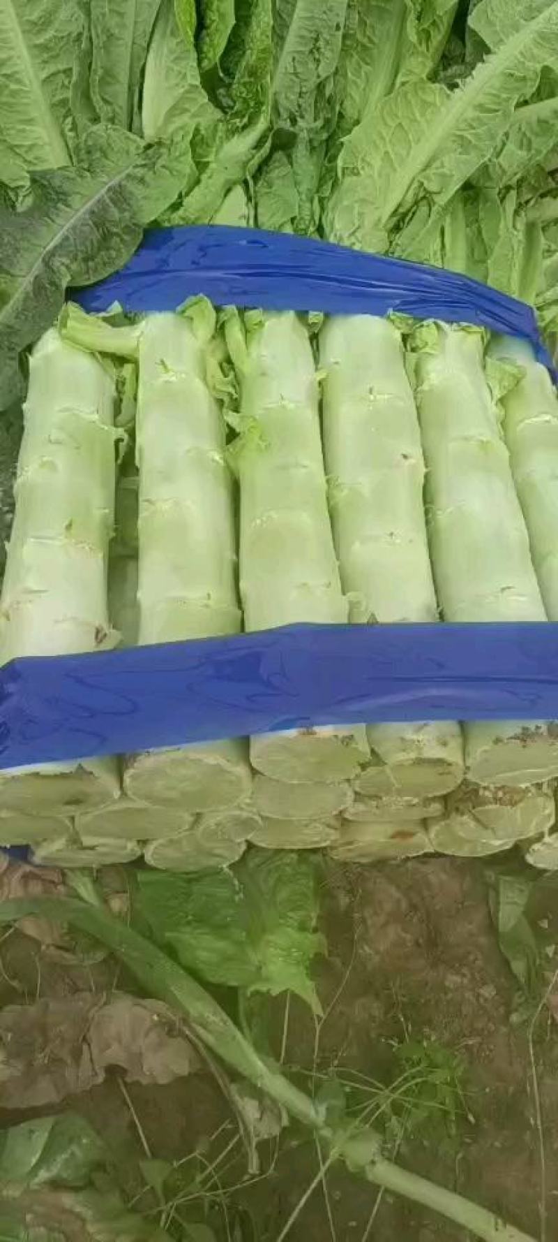 兰陵县鲁南市场信义蔬菜合作社基地直发货源稳定