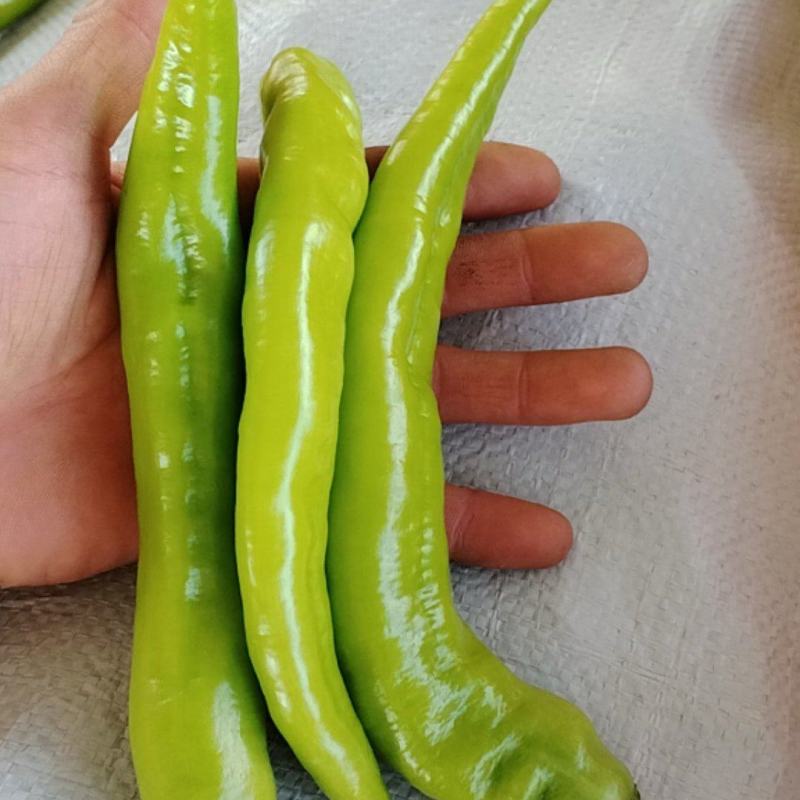 高通尖椒