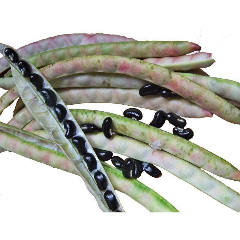 黑豆，黑云豆，黑眉豆，黑缸豆，小肾豆广西老品种。