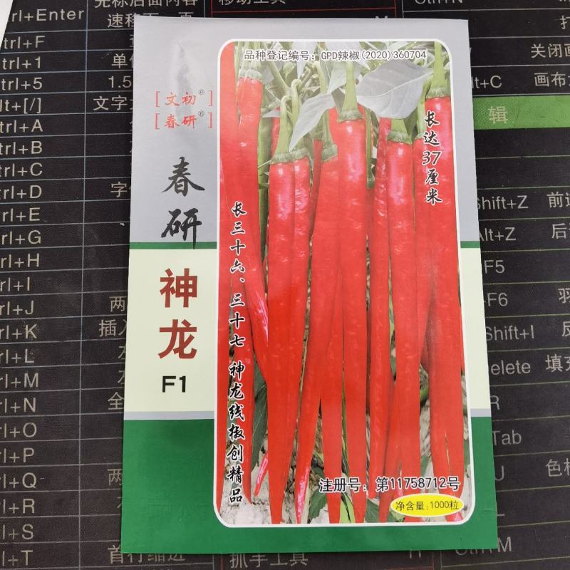 文初春研神龙线椒种子中早熟粗长条皮薄肉脆浓辣辣椒种子